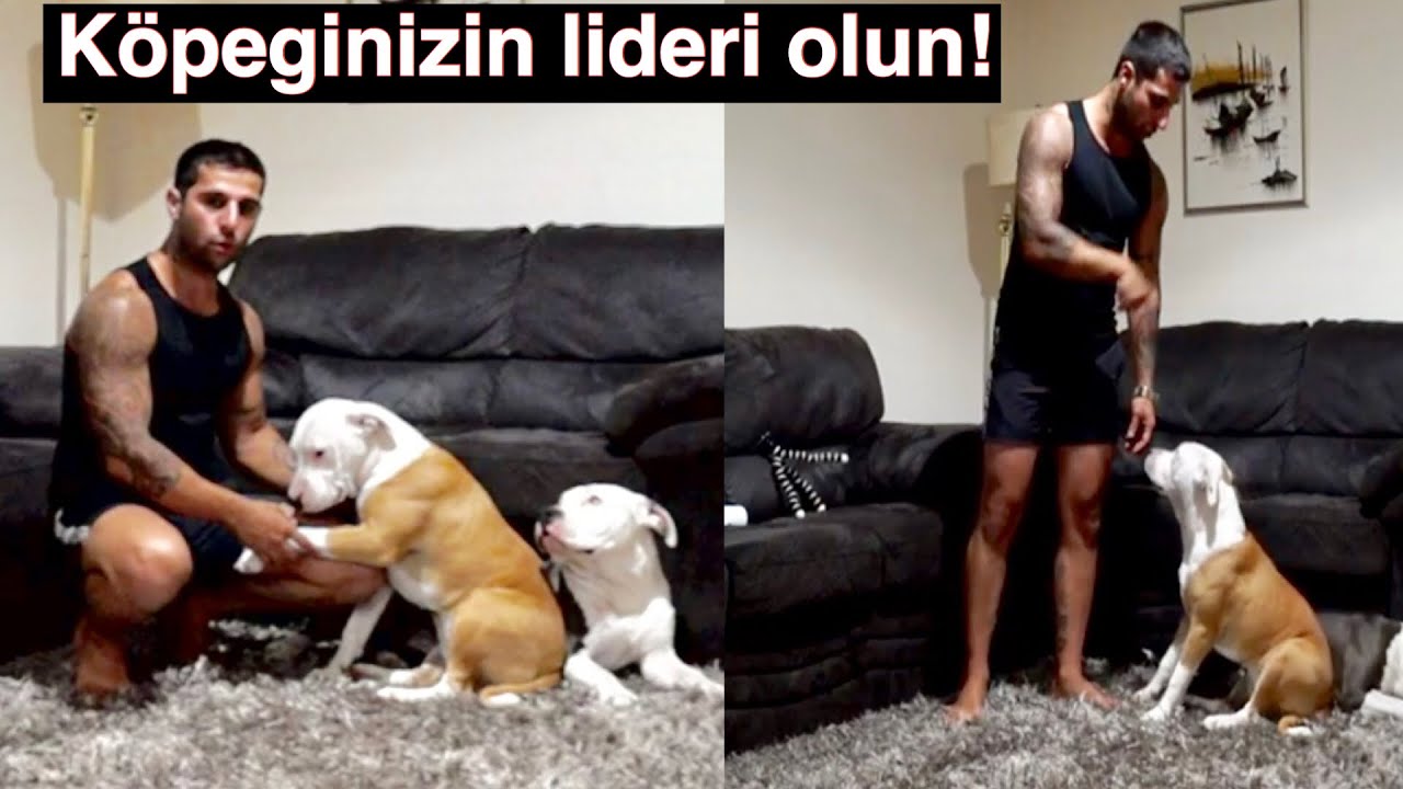 Köpeginizin sizi lider alfa olarak görmesi için çok basit 3 teknik how to be alpha dogs