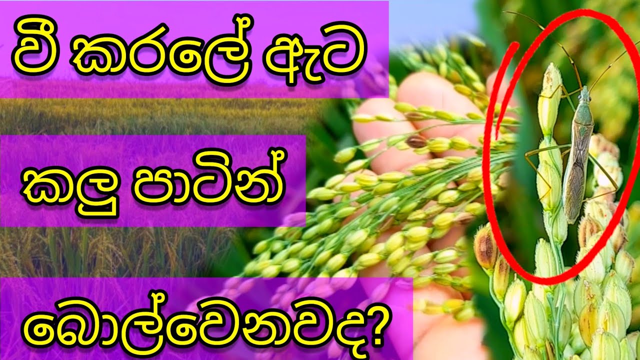 වී වගාවේ 🌾බොල්වීම 