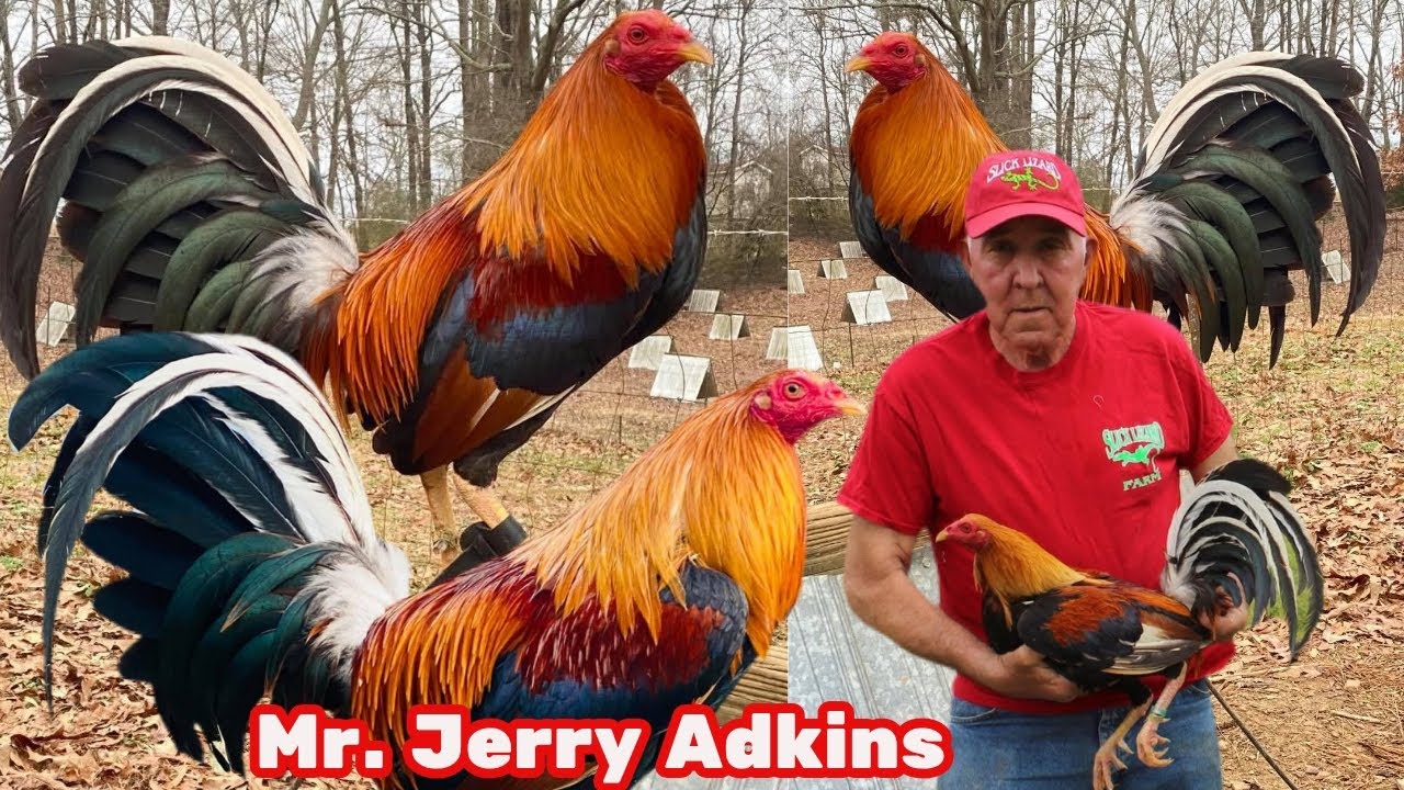 NAUVOO ALABAMA 🇺🇸 Feeding Time Free Range Shape Chicken Coop Outdoor Breeding Pens Slicklizard Farm