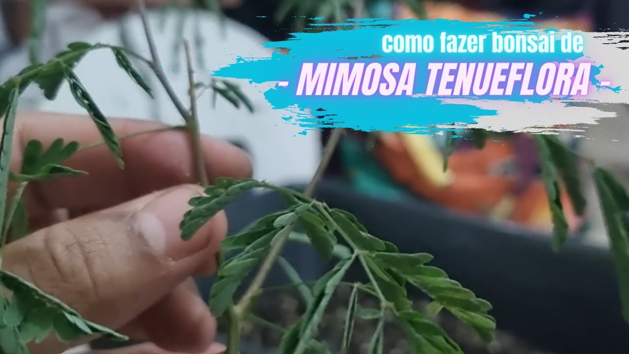 COMO FAZER BONSAI DE MIMOSA TENUIFLORA // VIDEO 01 // TRANSPLANTE E ARAMAÇÃO #CRIANDOBONSAI