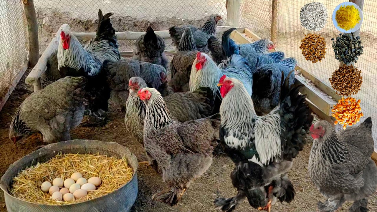 Feeding chickens properly and making them lay eggs