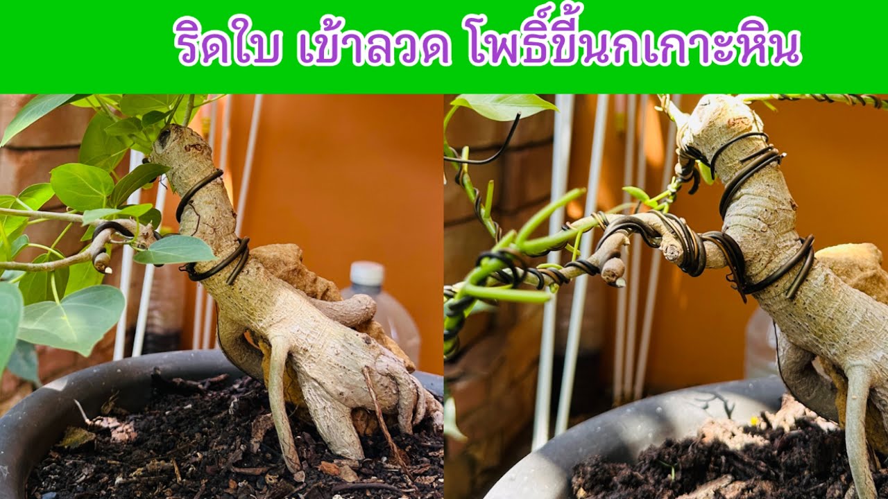 ริดใบเข้าลวดต้นโพธิ์ขี้นกบอนไซ | Pruning and wiring the bonsai Bodhi tree.