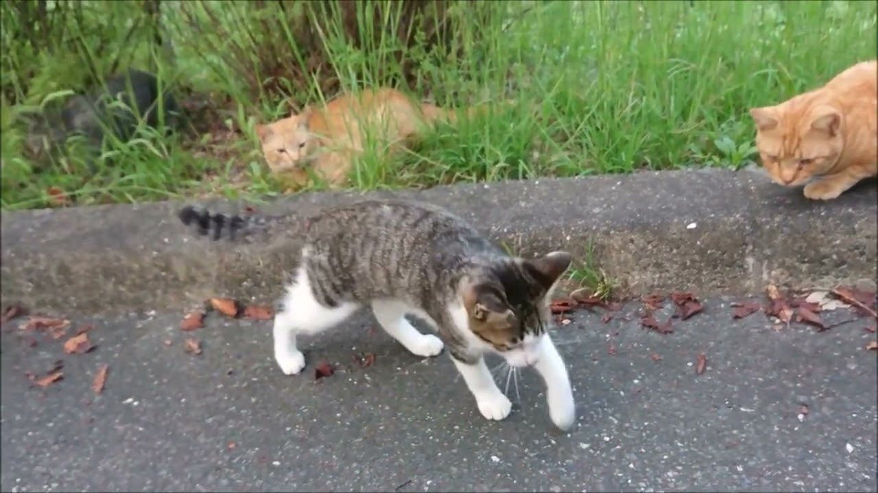 The Tiny Tiger: Cats Reclaiming the Wild 🌿🐾