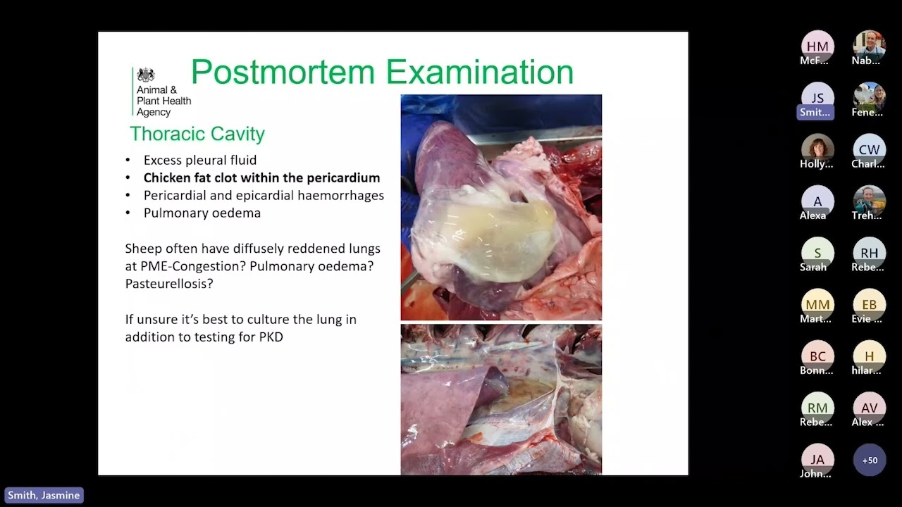 Enterotoxaemia caused by Clostridium perfingens type D