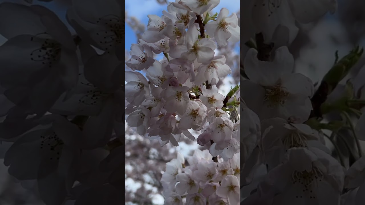 Cherry Blossom at Toronto&rsquo;s High Park #cherryblossom #highpark