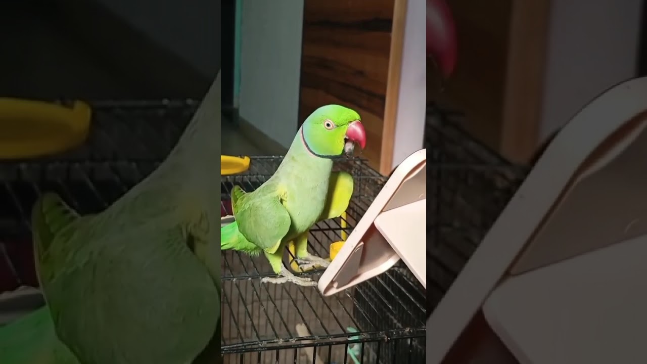 Hello-You all are waiting for my fun! Let's enjoy ❤️🦜