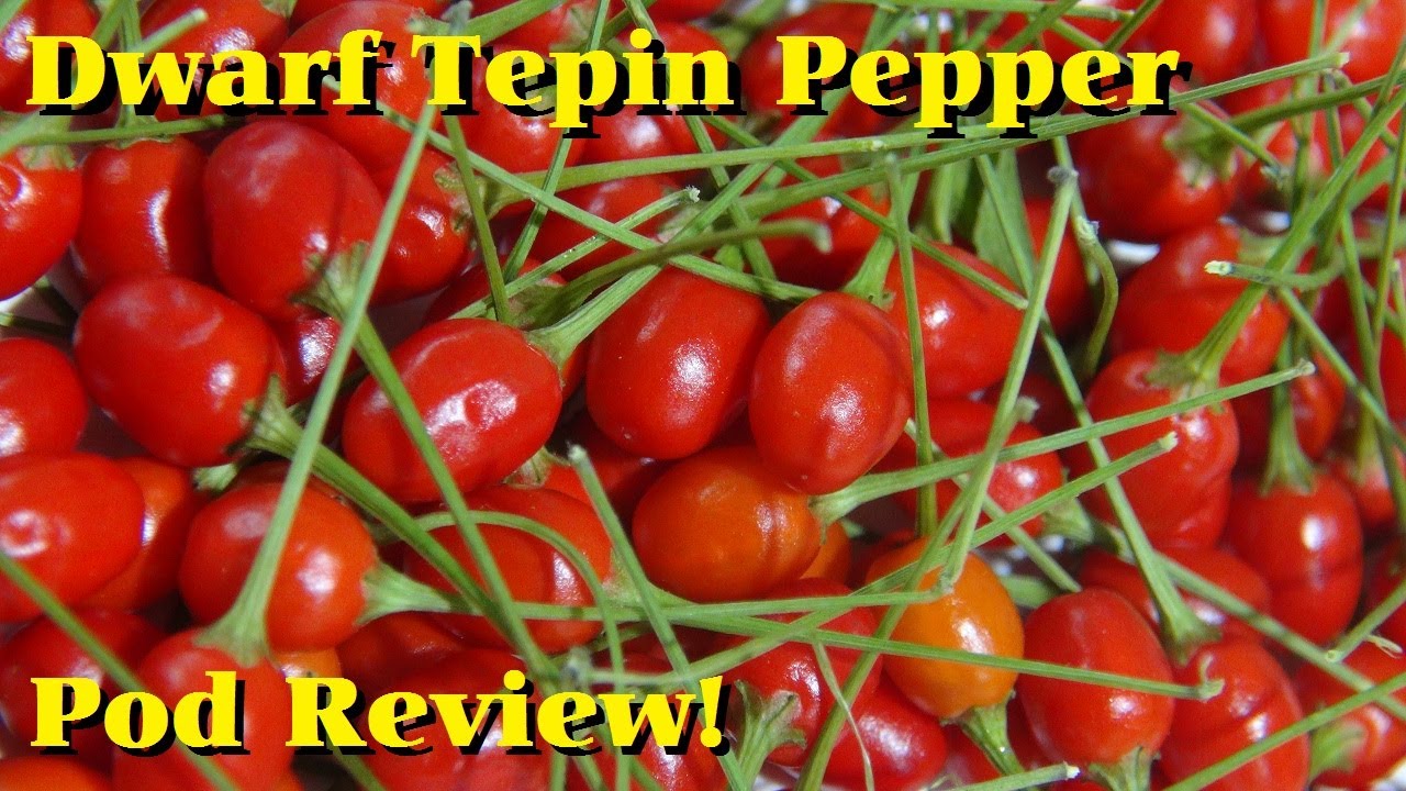 Dwarf Tepin Pepper | Capsicum annuum var. glabriusculum | Pod Review 2026