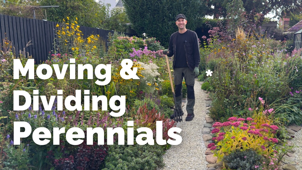 How to Divide & Move Perennials in Autumn | Easy Propagation Tips | Perennial Garden