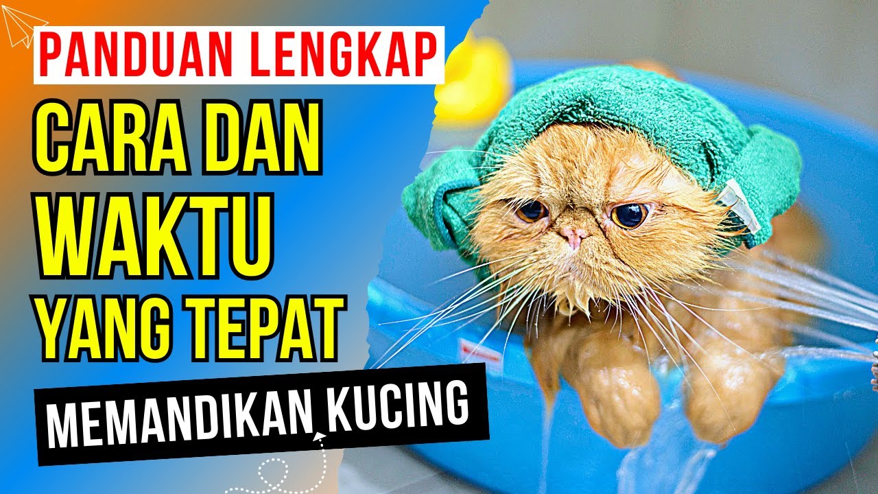Begini Rupanya❗️Ini 6 Cara & Waktu yang tepat Memandikan Kucing | Cara Memandikan Kucing Yang Benar