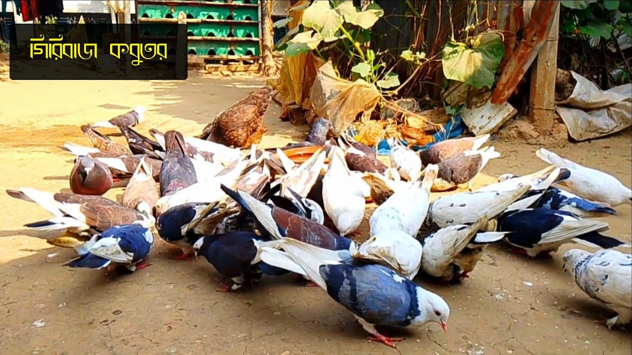 asian pigeons video | beautiful pigeons video,গিরিবাজ কবুতর,bangladeshi pigeons video,pigeons video