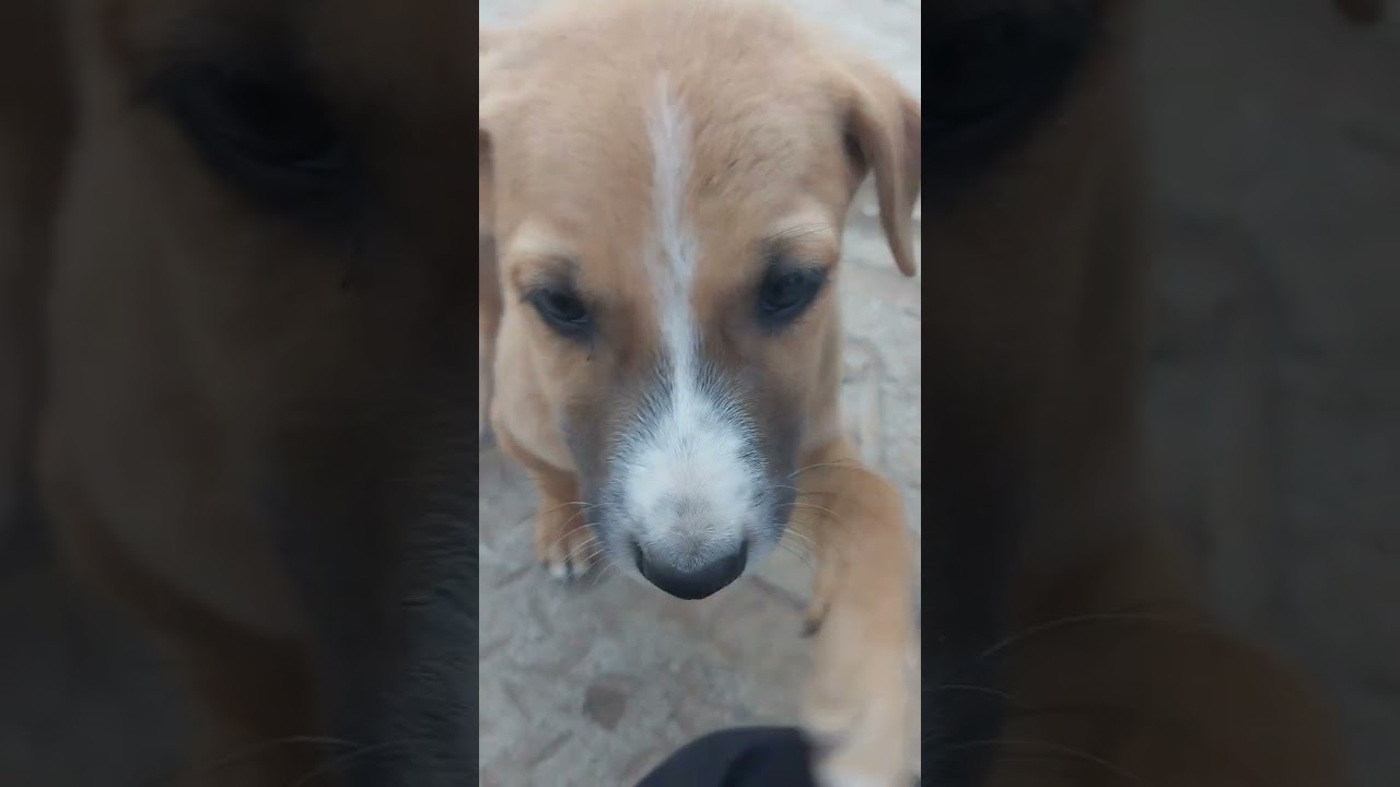 Khel ta huaa dog 🐕 dekho Kitna masti karta hai dekho