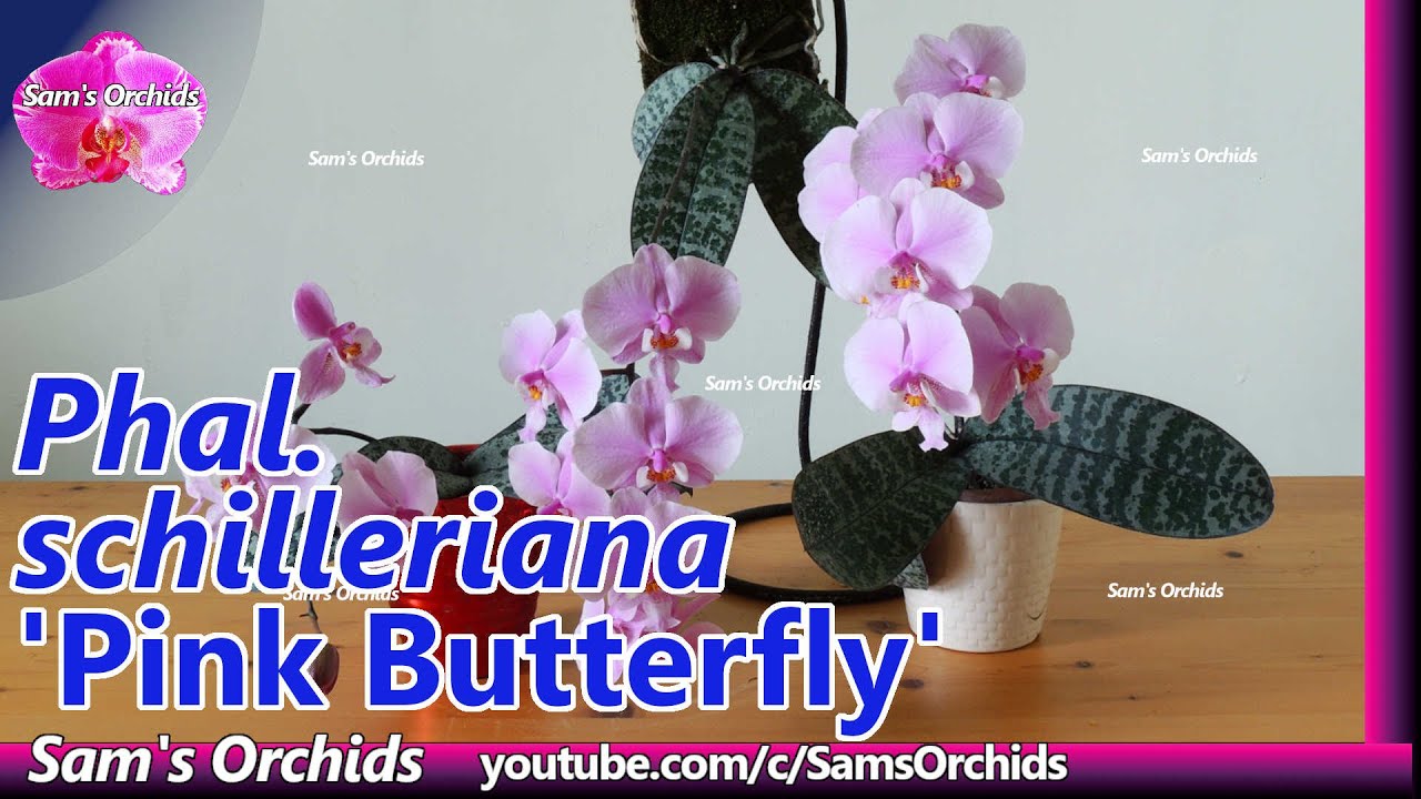 Phalaenopsis schilleriana 'Pink Butterfly' & Deformed orchid blooms
