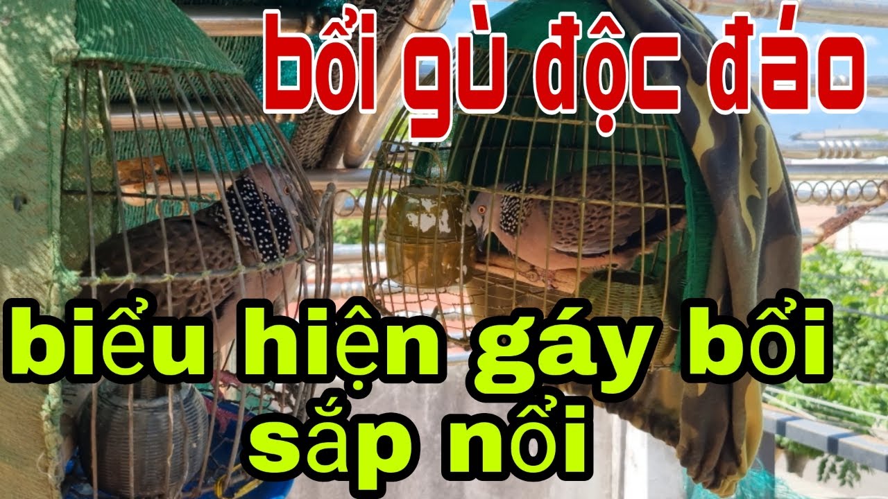 Biểu Hiện Cu Gáy Bổi Sắp Nổi. Bổi Gù Độc Đáo