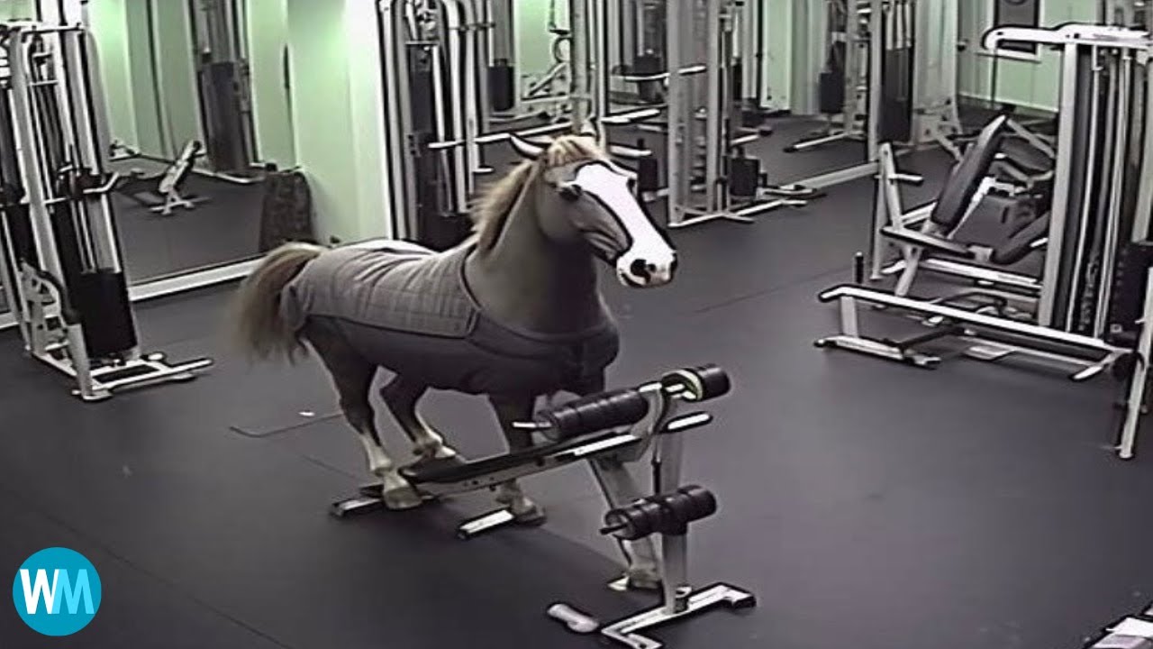 Top 5 Horse