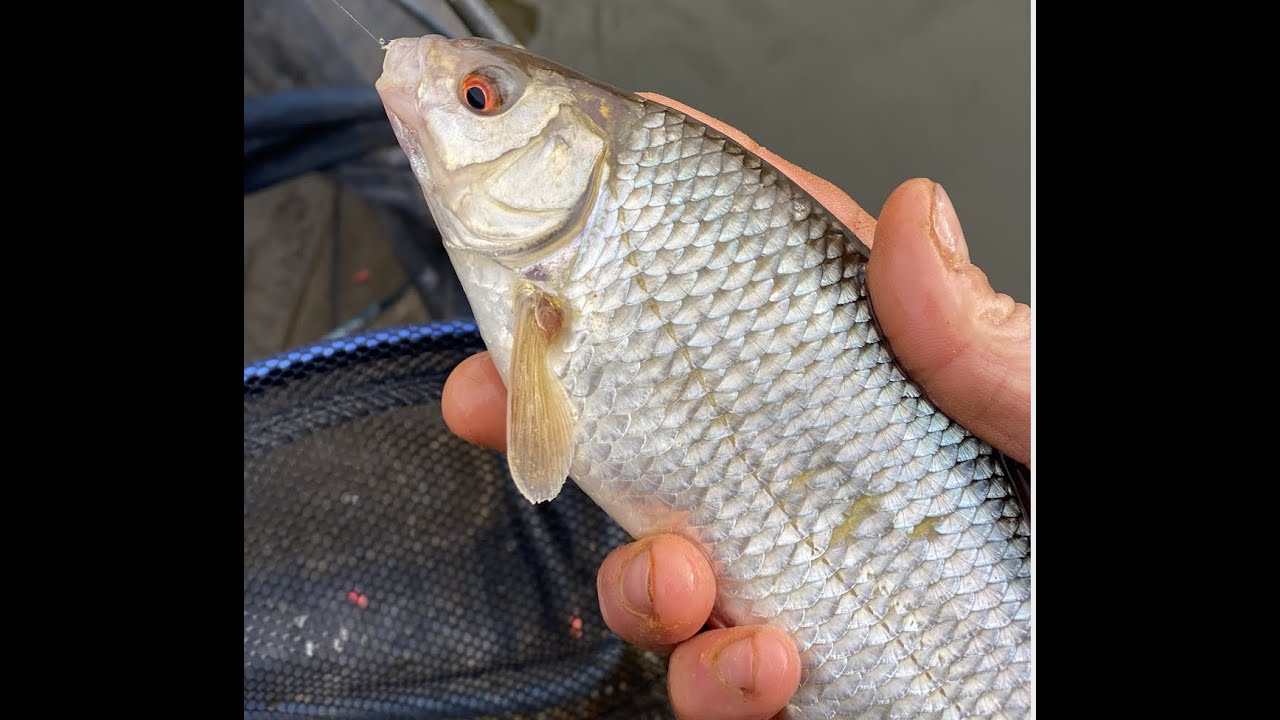 Angling Escapades - Epic River Wye Roach Fishing