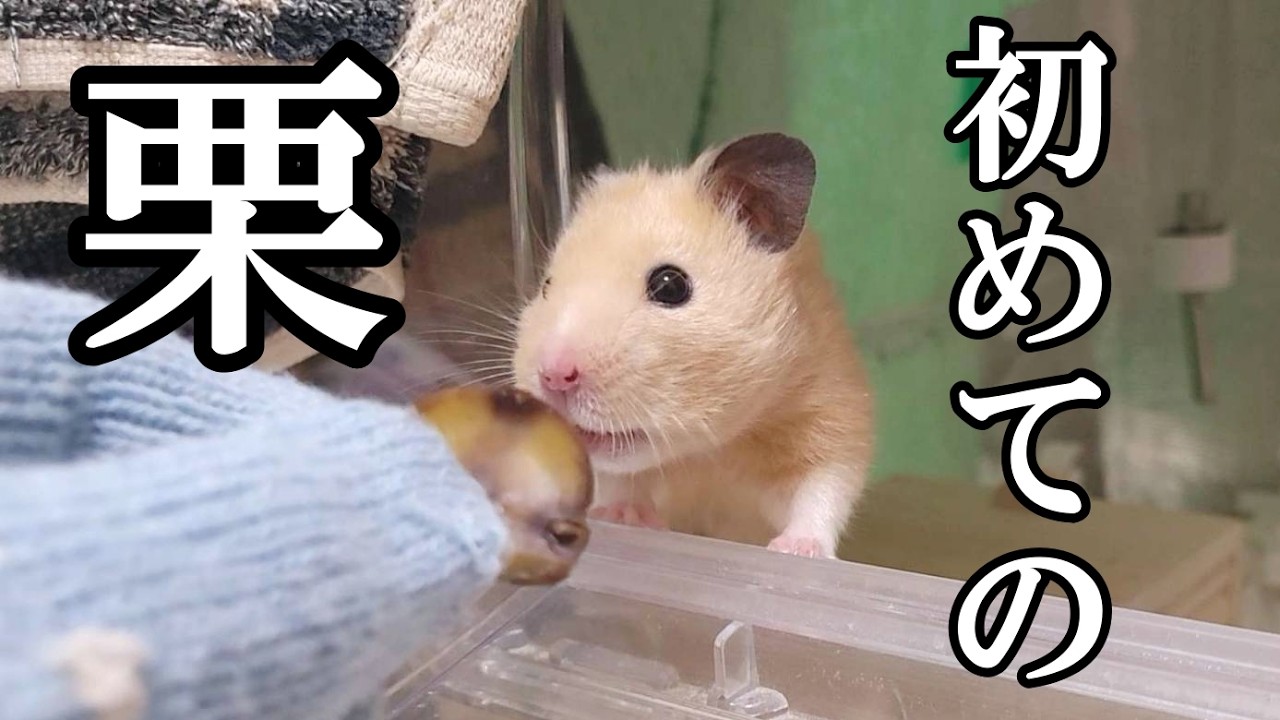 ハムスターにデパ地下の栗を与えてみたらまさかの展開過ぎて…