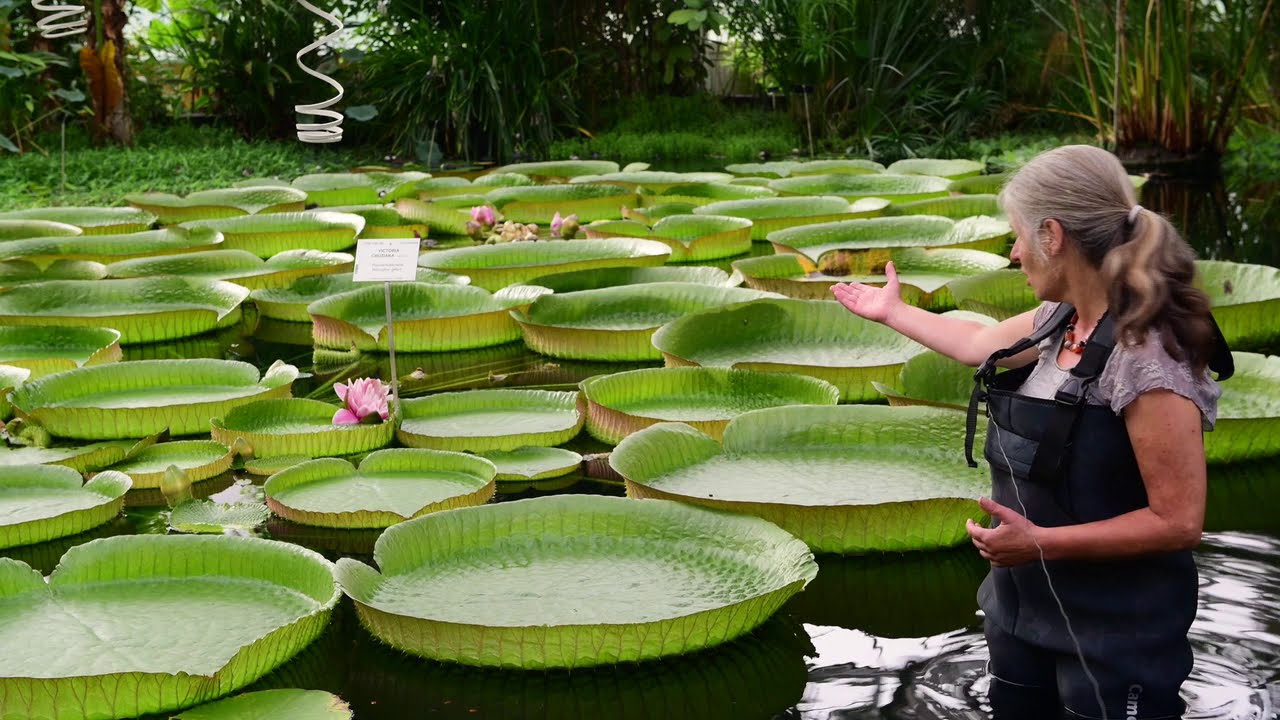 Over planten: aanpassing aan water