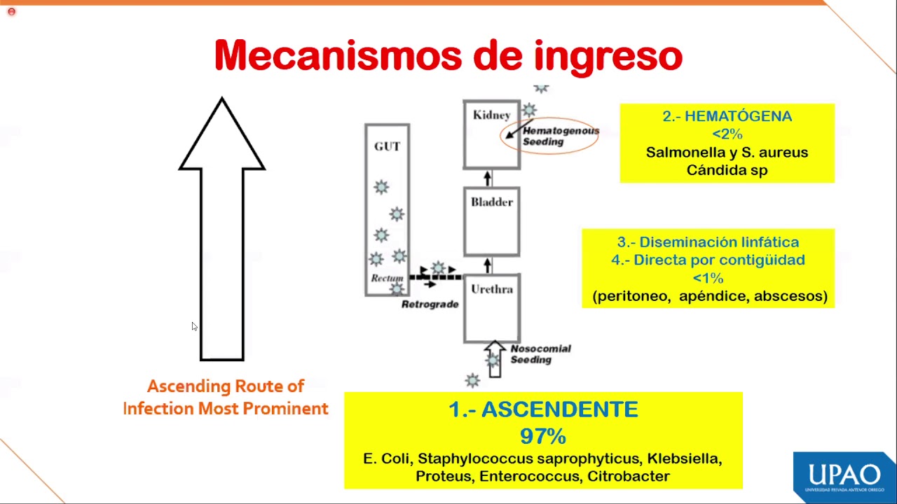 FISIOPATOLOGÍA - Semana 3 - Infección del tracto urinario y sepsis
