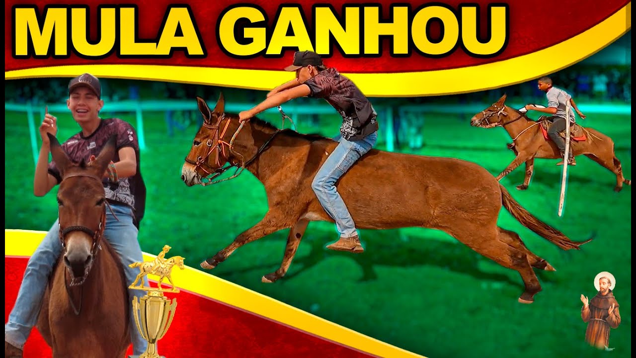 Mula Ganhou na Corrida de Burro