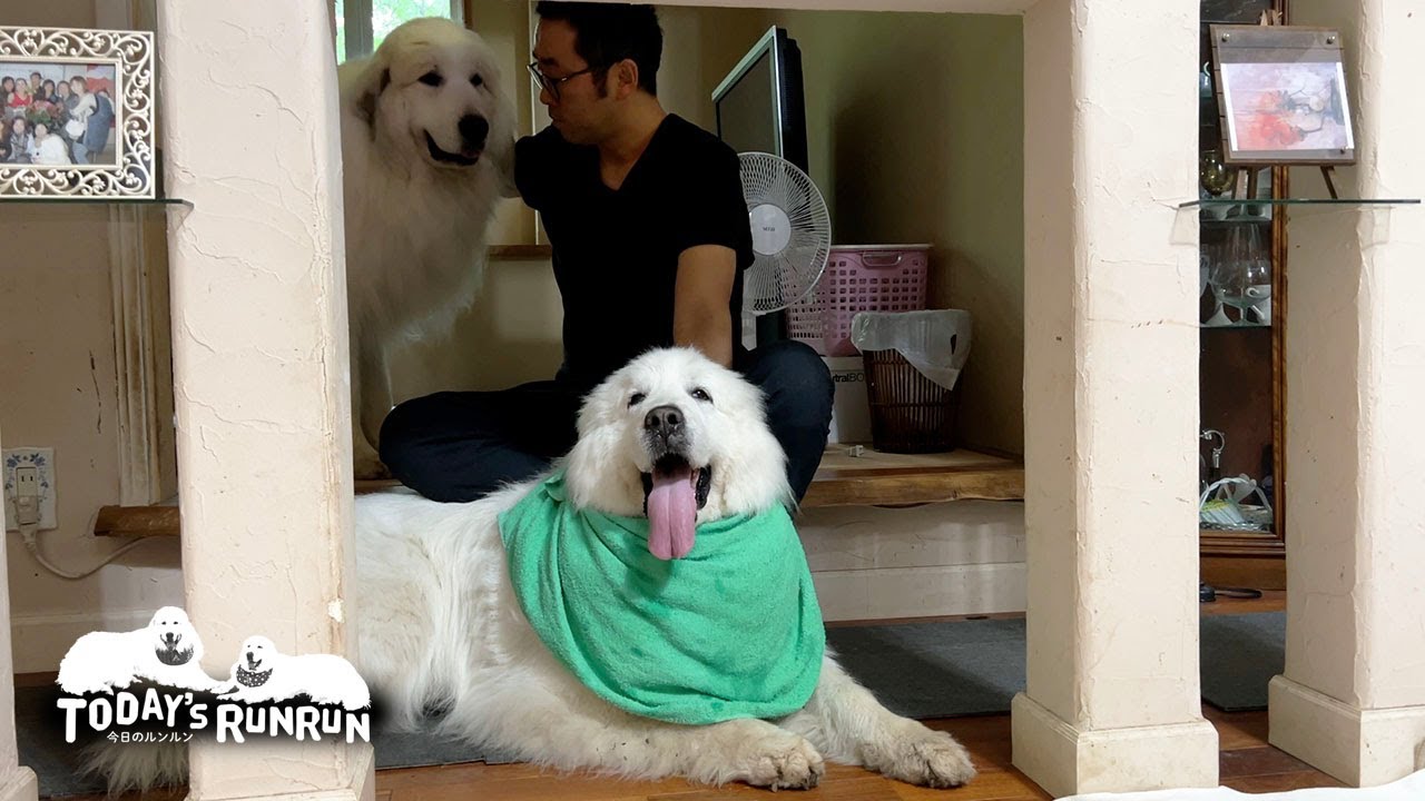 夕立の雷がとっても怖かったルンルンと側を離れないアランです　Great Pyrenees　グレートピレニーズ