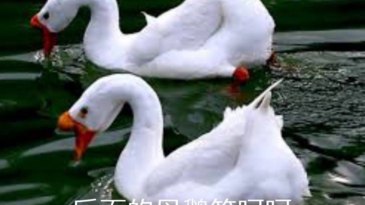 送大哥－周璇、姚敏