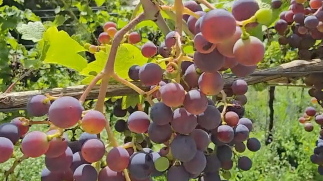 Im Weinberg des Herrn
