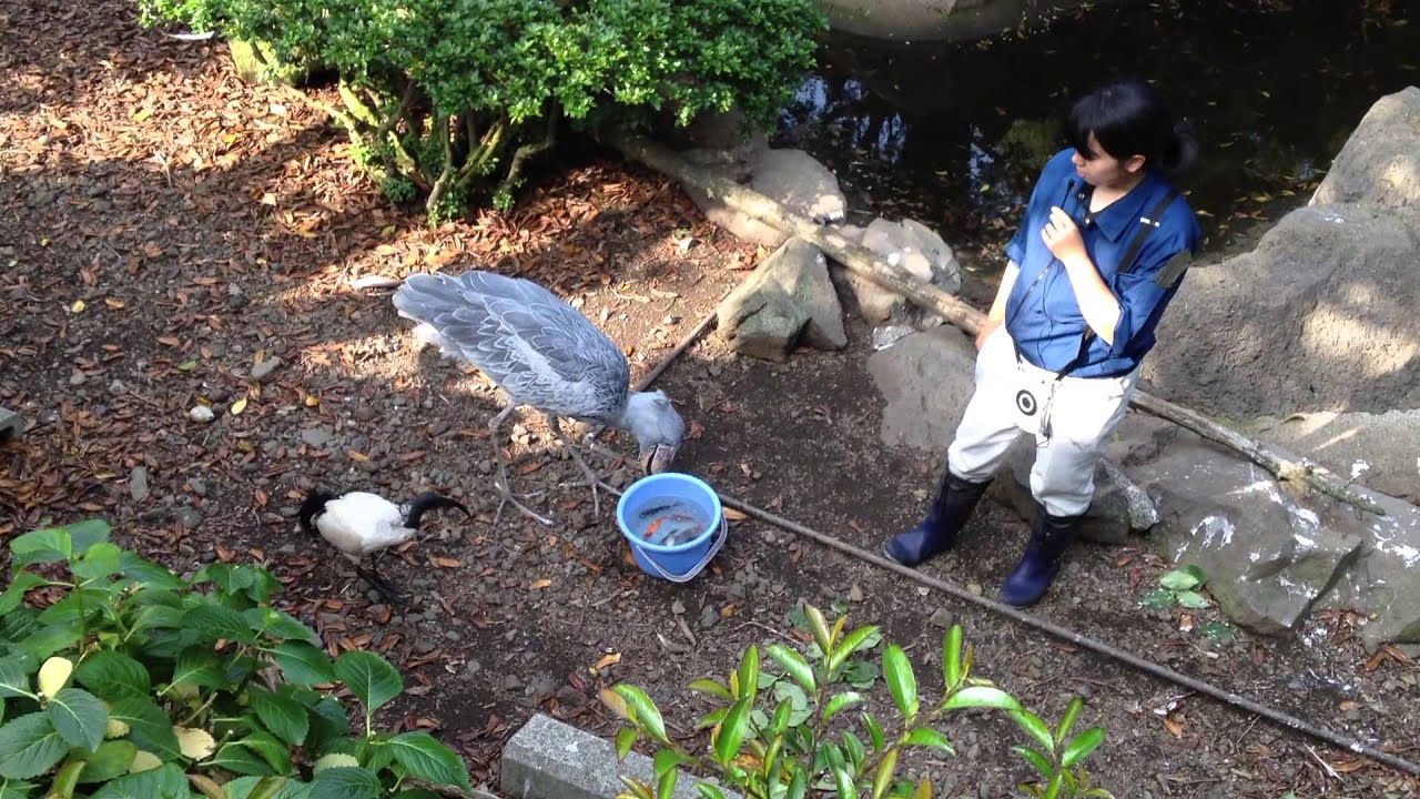 動かない鳥「ハシビロコウ」のごはんタイムムービー。伊豆シャボテン公園バードパラダイス内の国内最高齢のビル。
