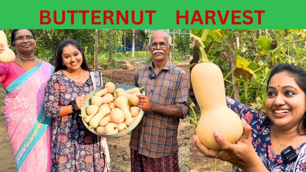 Butternut squash harvest | Agriculture | Meghna Vincent |Trending | Meghnazstudiobox | Farmer