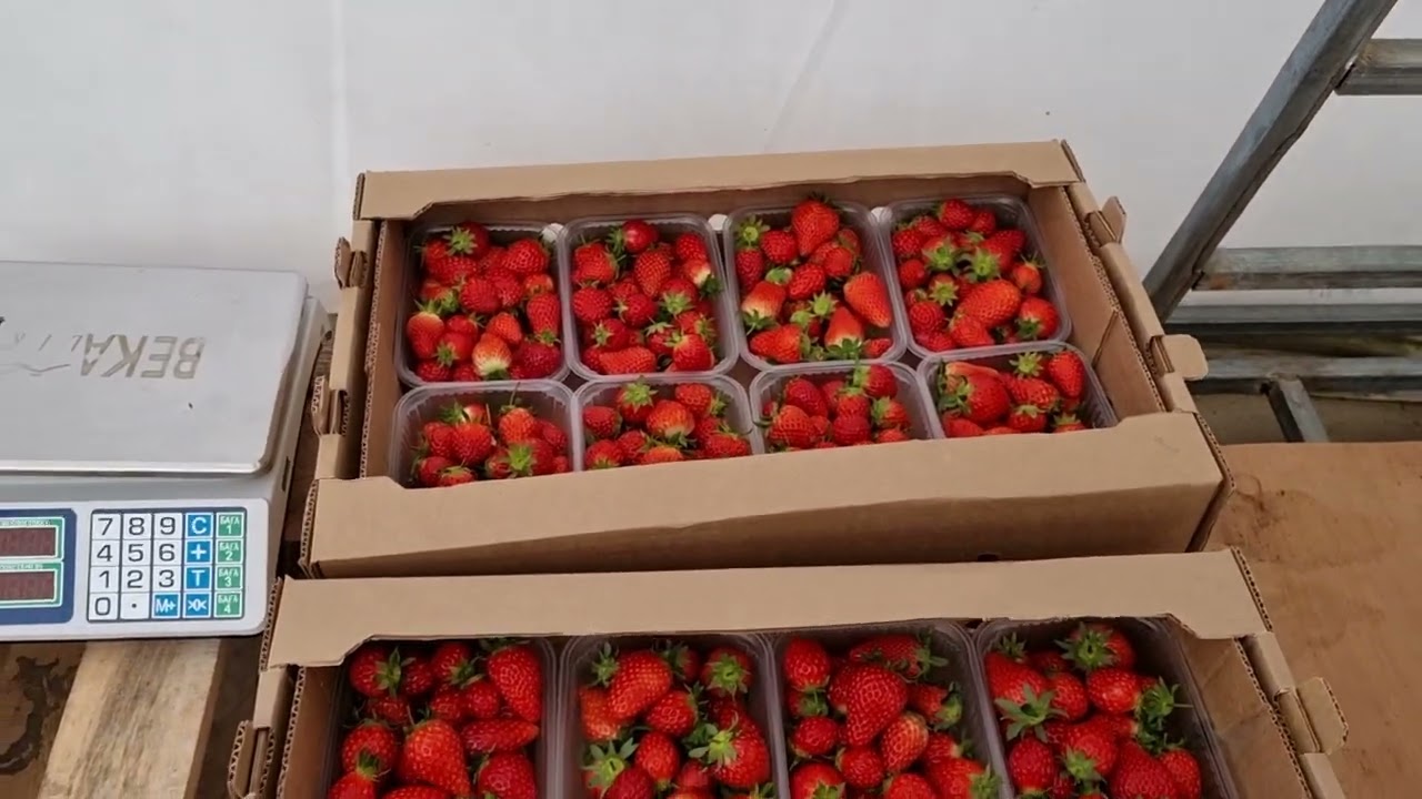 Клубника в теплице, корейский сорт на 23.03.22г