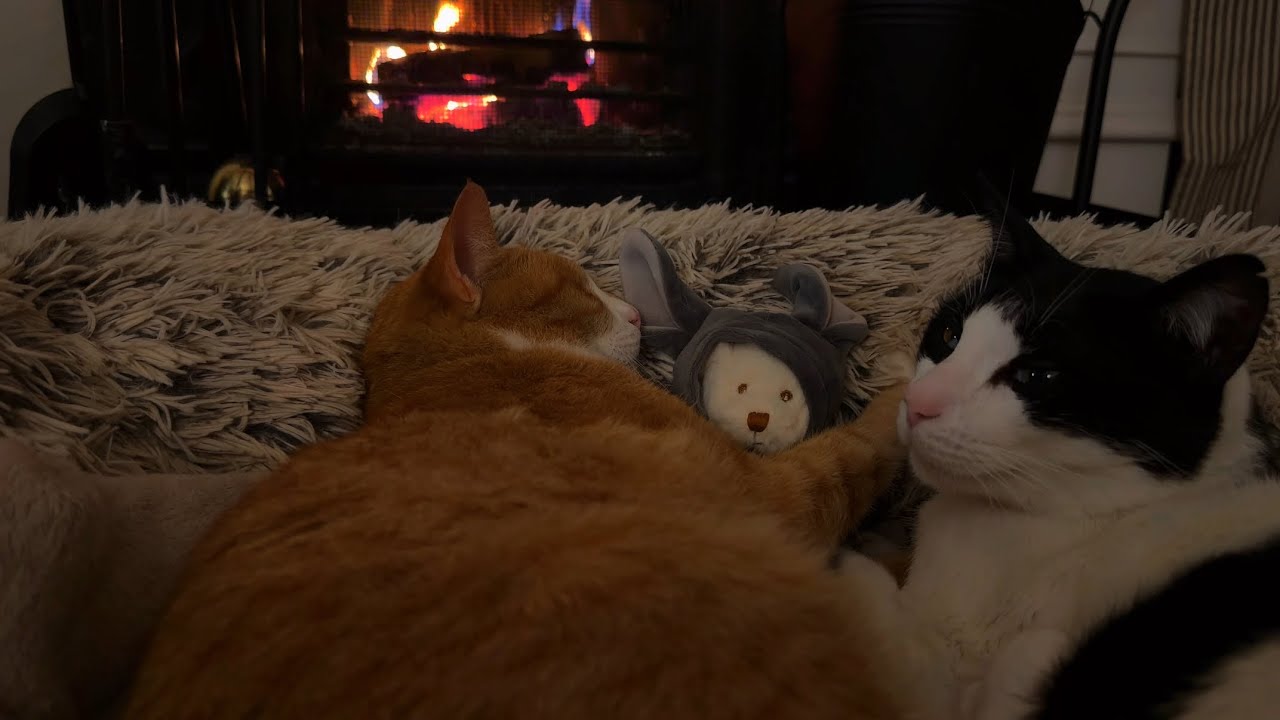 Cat Snoring ASMR