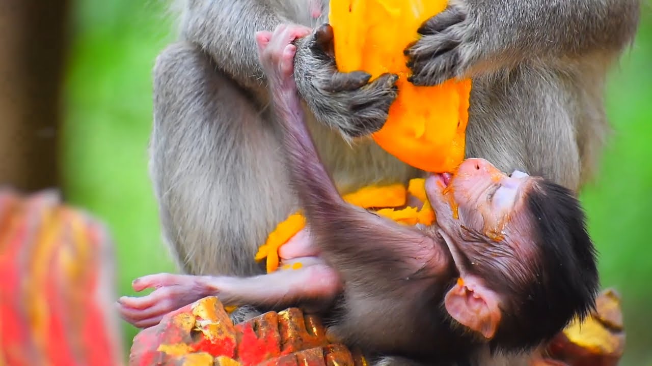 Adorable Baby Monkey Playing in Nature | Monkey Family Love 💕