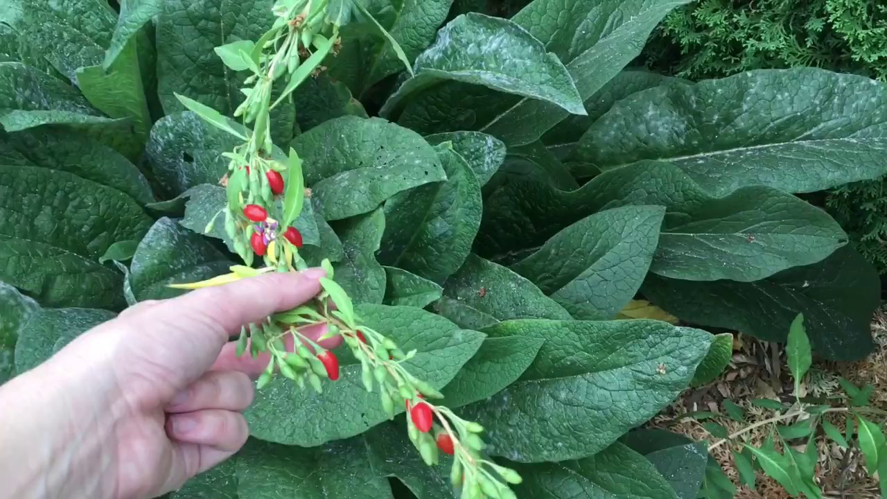 Goji Berries in the Permaculture Garden