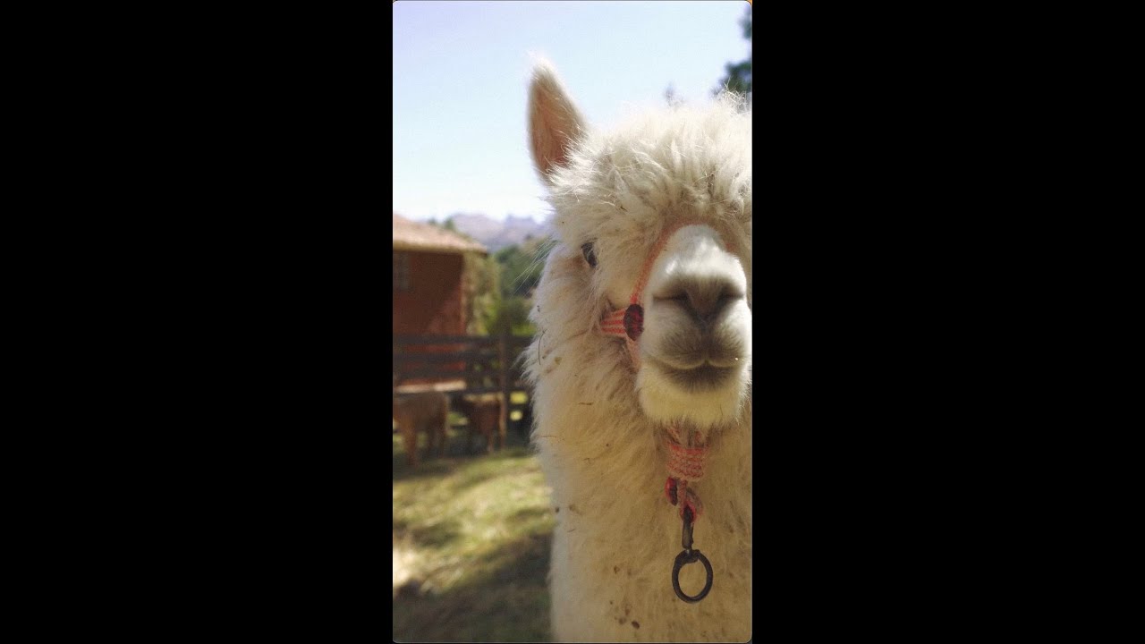 Lugar ideal - Alejandro y Maria Laura feat. El Kanka