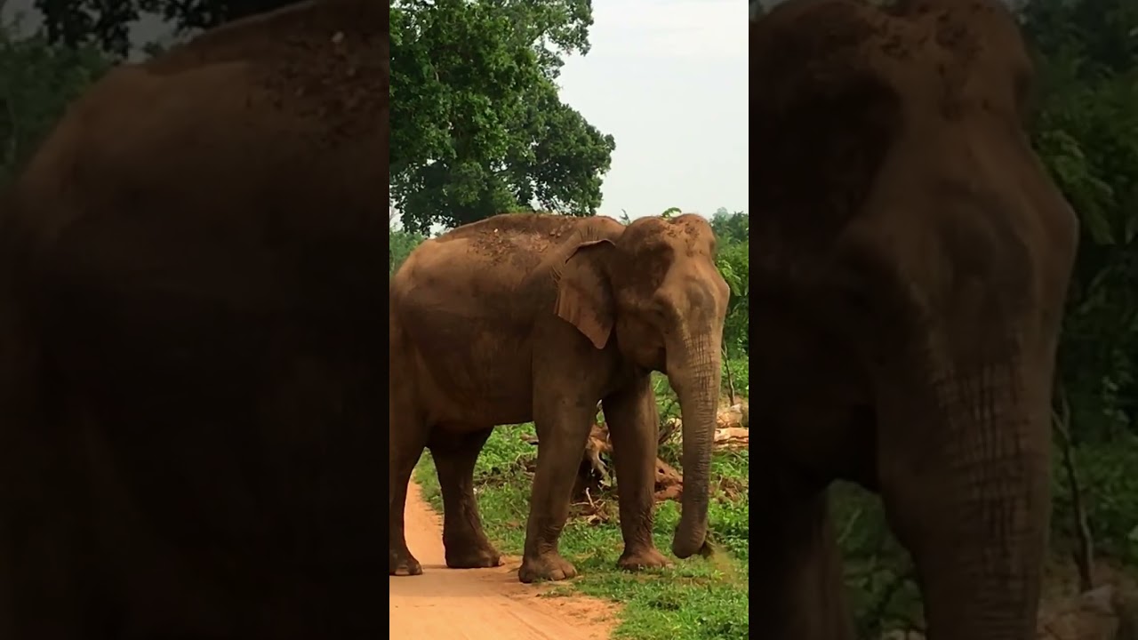 the nature beauty of sri lanka🇱🇰 #shorts #srilanka