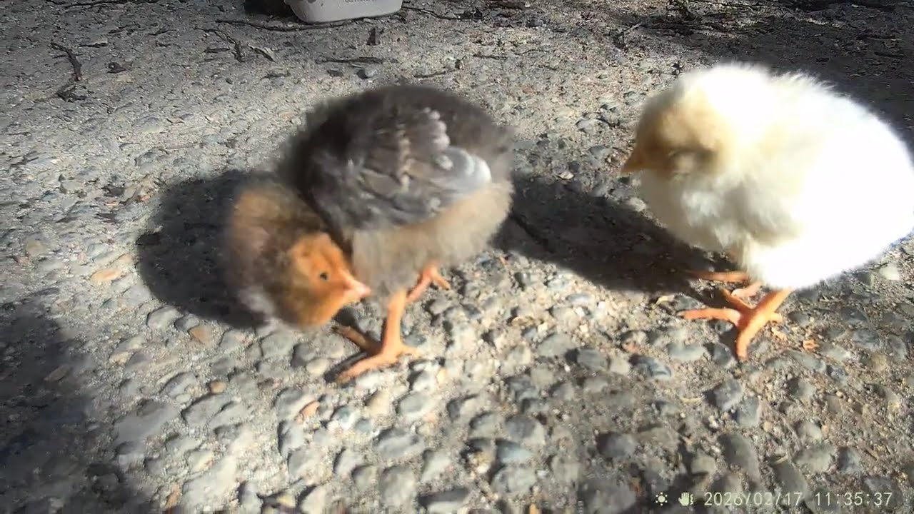 Ga con chickens tap.10