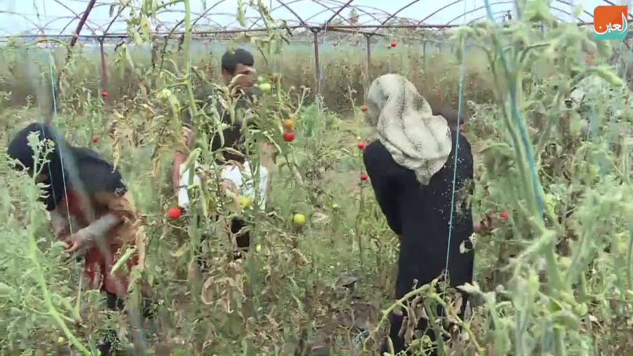 نازحون من حلب ينقدون موسم الطماطم في طرطوس