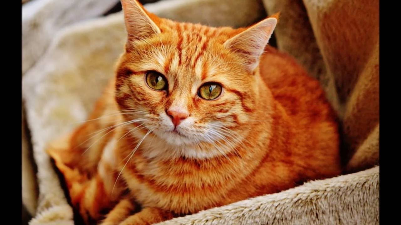 Naukowcy udowodnili, że koty mogą leczyć i przedłużać życie! Co jeszcze potrafią?