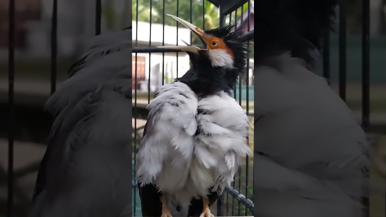 Burung JALAK SUREN GACOR #shorts