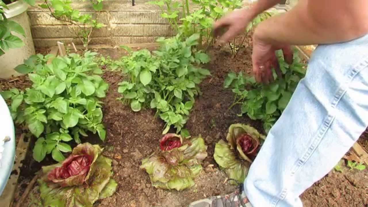 Increase Potato Yield by Trenching,  Back-Filling & Mounding - TRG 2014