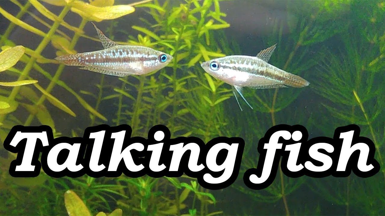 Real Talking Fish (Sparkling Pygmy Gourami Croaking) No filter, No CO2, NO Ferts 5 Gallon Nano Tank
