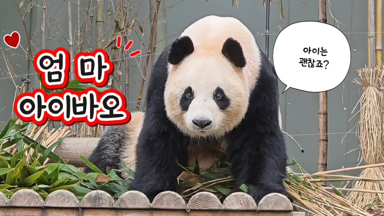 2026.02.23. 아이바오의 하루