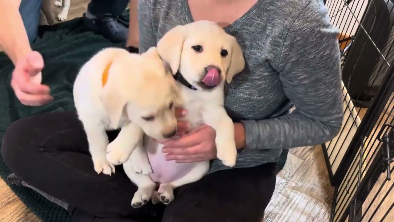 Adorable Puppies LOVE Milkshakes! #labrador #cutepuppies #puppy