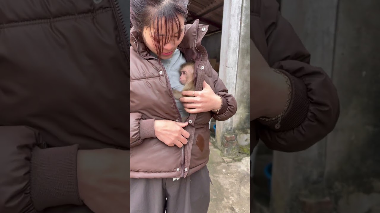 The little monkey wanted to crawl into its mother's shirt to keep warm.😘😘🥰