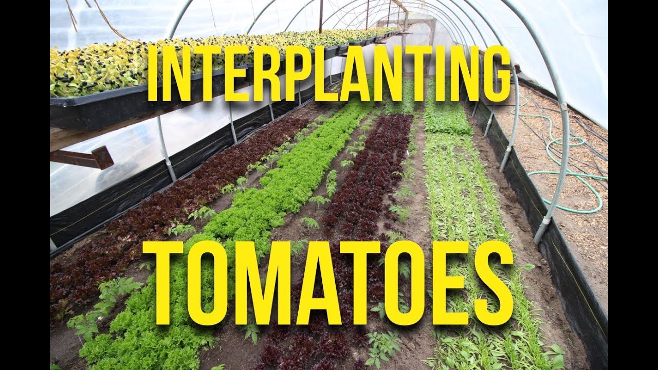 HOW TO: Interplant Tomatoes