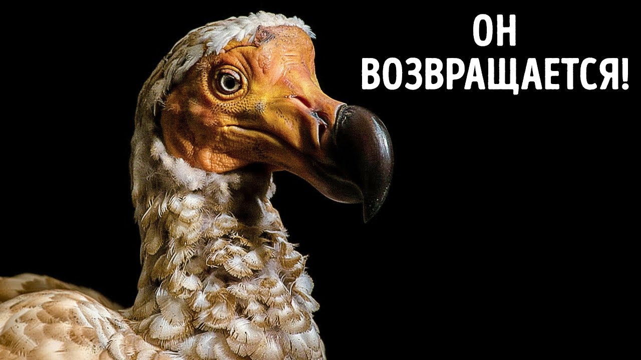 Они возвращают додо - на этот раз по-настоящему