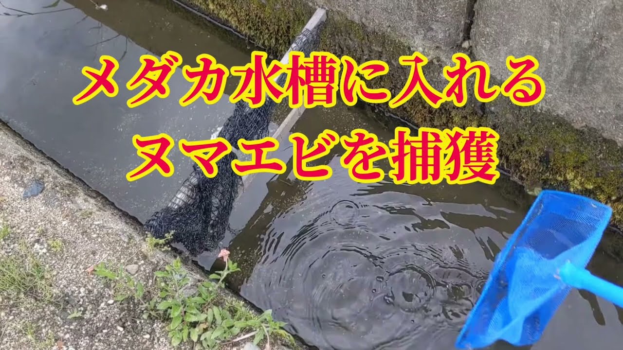 用水路でヤマトヌマエビを捕獲