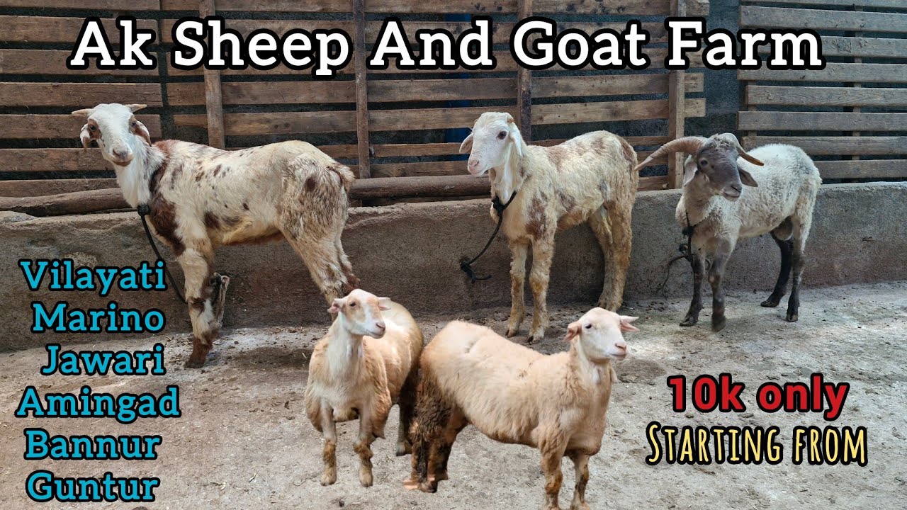 Heavyweight Vilayati And Marino Female Sheep Available 99017 66641 Ak Sheep and Goat Farm 