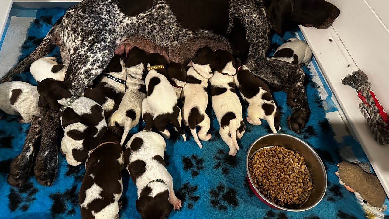 Combined GSP and Dalmatian puppy video