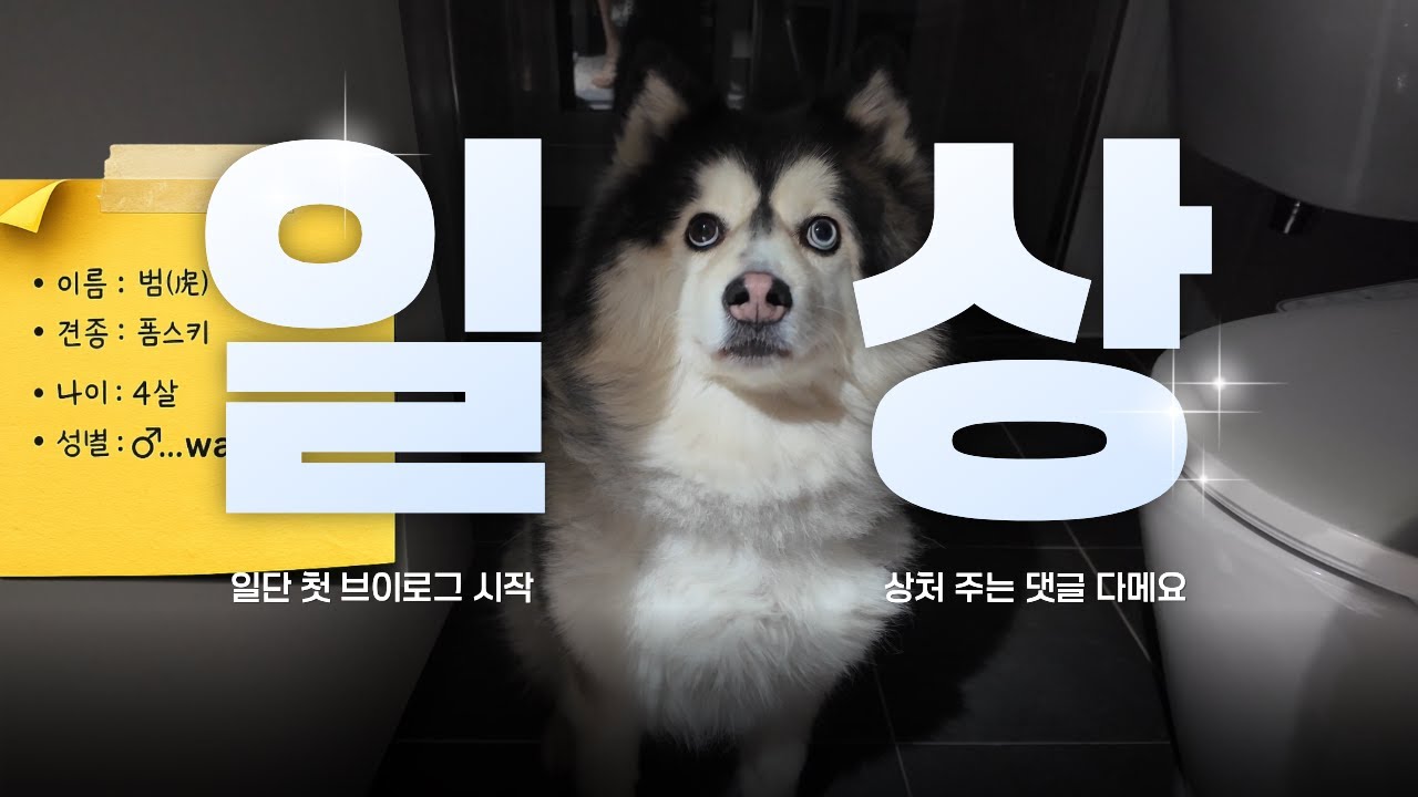 • 일상 브이로그(라고 쓰고 잡식영상)｜러닝·강아지·해외축구·투썸플레이스