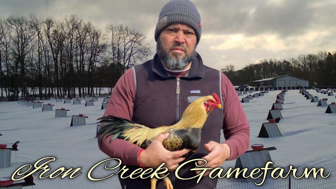 Bluface Asils - IRON CREEK FARM - Alfredo Flores